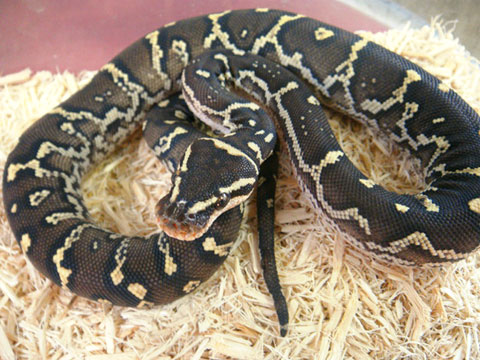 アンゴラパイソン(5)