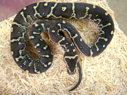 アンゴラパイソン(6)