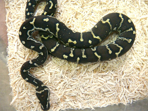 アンゴラパイソン(7)