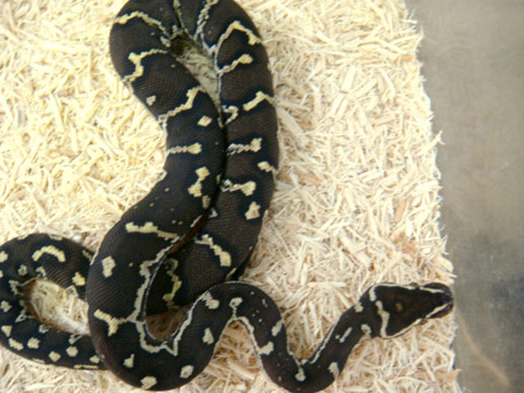 アンゴラパイソン(8)