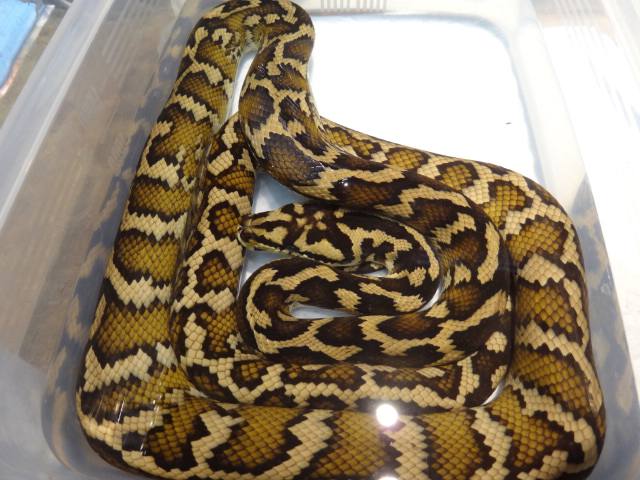 パプアンカーペットパイソン(11)