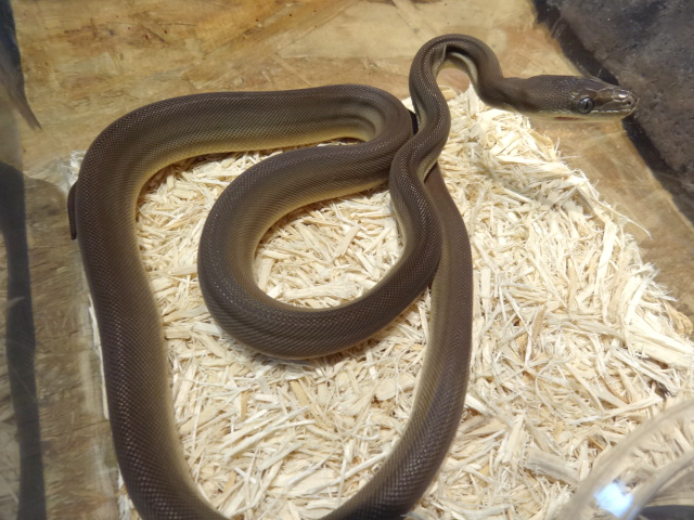 オリーブパイソン