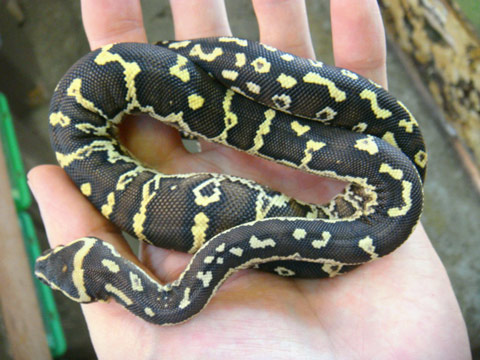 アンゴラパイソン(11)