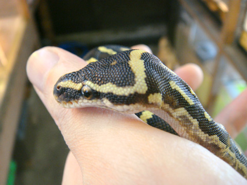 アンゴラパイソン(12)