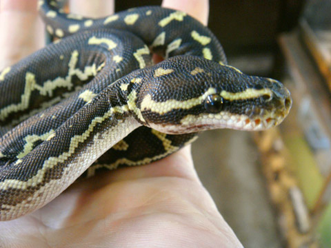 アンゴラパイソン(10)