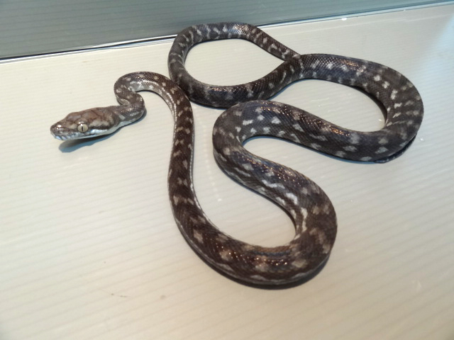 タニンバーパイソン