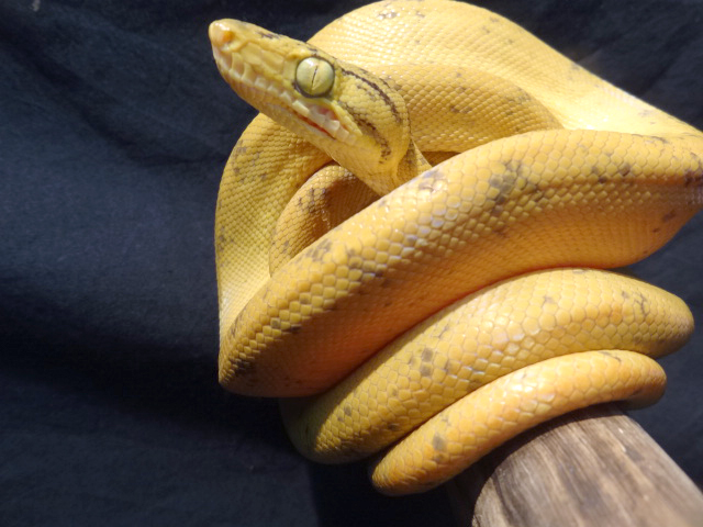 ガーデンツリーボア(12)