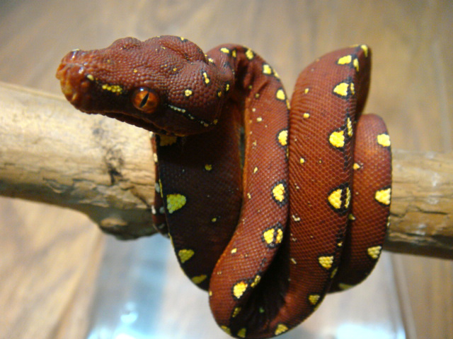 グリーンパイソン(11)