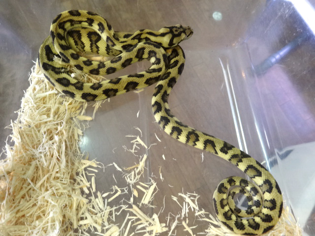 ジャングルジャガーカーペットパイソン(7)
