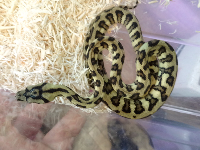 ジャングルジャガーカーペットパイソン(8)