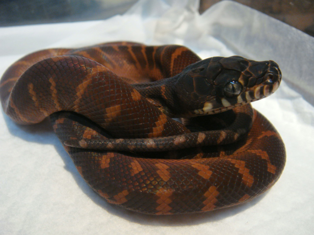 ベーレンパイソン(11)