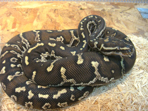 アンゴラパイソン(1)