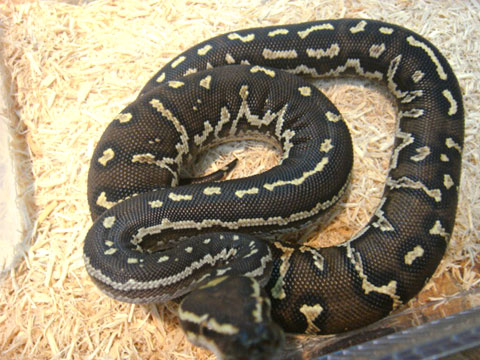 アンゴラパイソン(4)