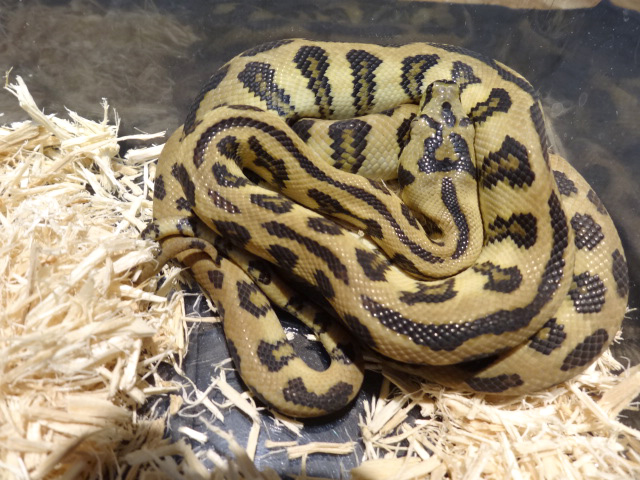 パプアンカーペットパイソン(5)