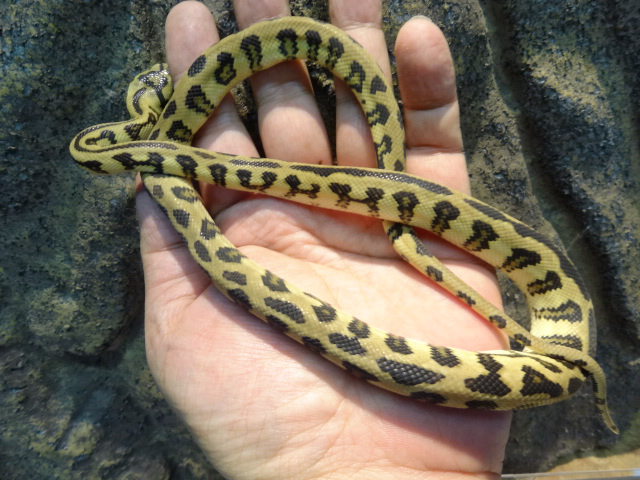 パプアンカーペットパイソン(6)