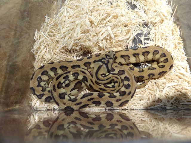 パプアンカーペットパイソン(7)