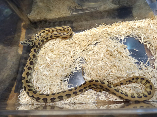 パプアンカーペットパイソン(8)