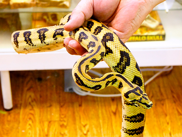 ジャガーカーペットパイソン(1)