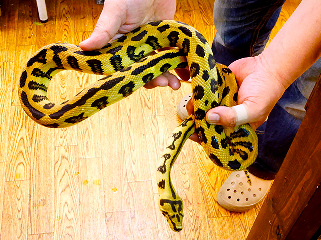 ジャガーカーペットパイソン ボアパイソン図鑑