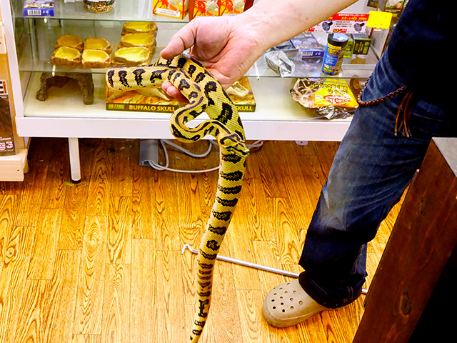 ジャガーカーペットパイソン(3)