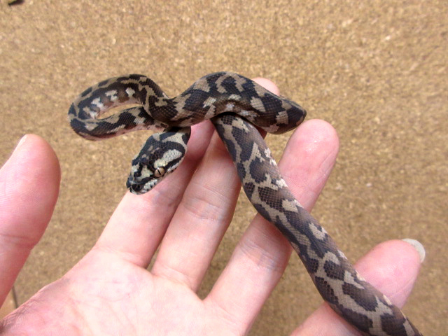 ノーザンカーペットパイソン(5)