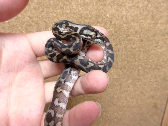 ノーザンカーペットパイソン(6)