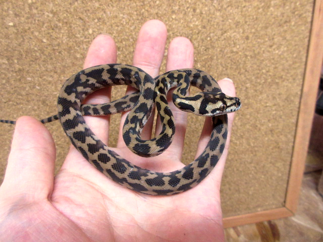 ノーザンカーペットパイソン(3)