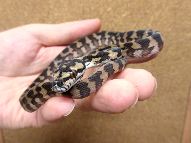ノーザンカーペットパイソン(4)