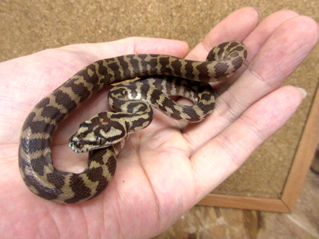 ノーザンカーペットパイソン(7)