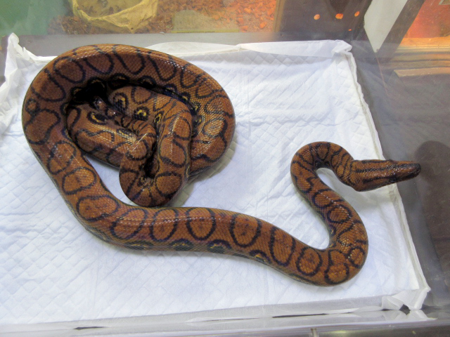 ブラジルレインボーボア(5)