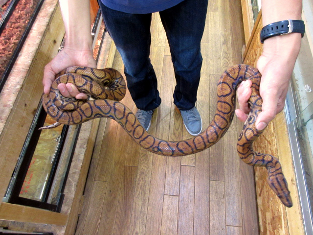 ブラジルレインボーボア(6)