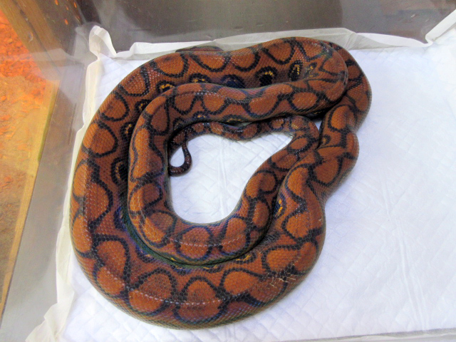 ブラジルレインボーボア(7)