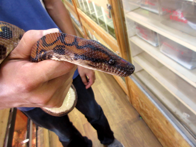 ブラジルレインボーボア(8)