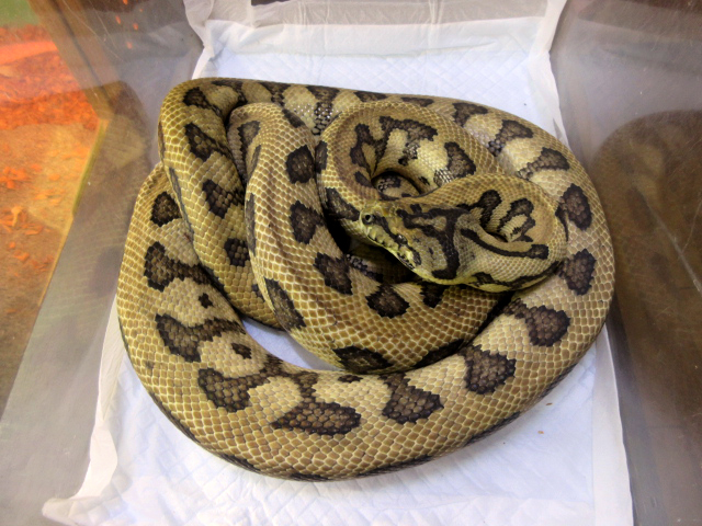 ジャガーカーペットパイソン(8)