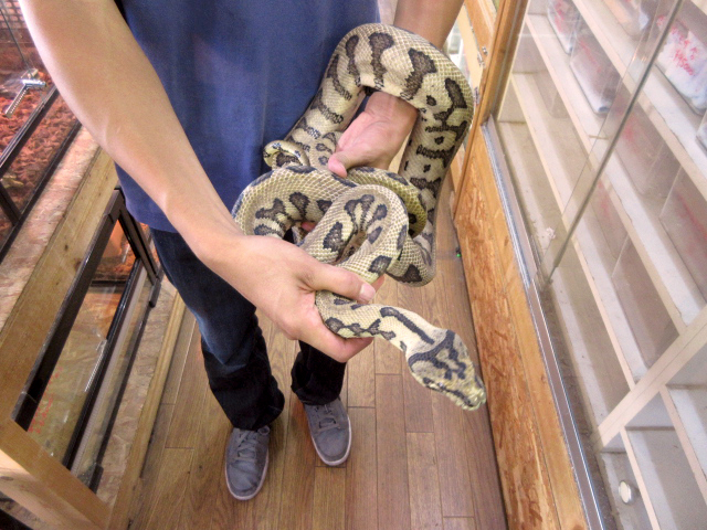 ジャガーカーペットパイソン(9)