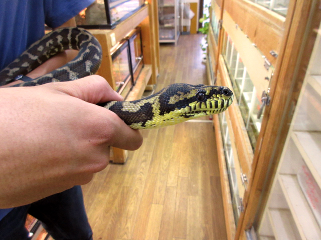 ノーザンカーペットパイソン(10)