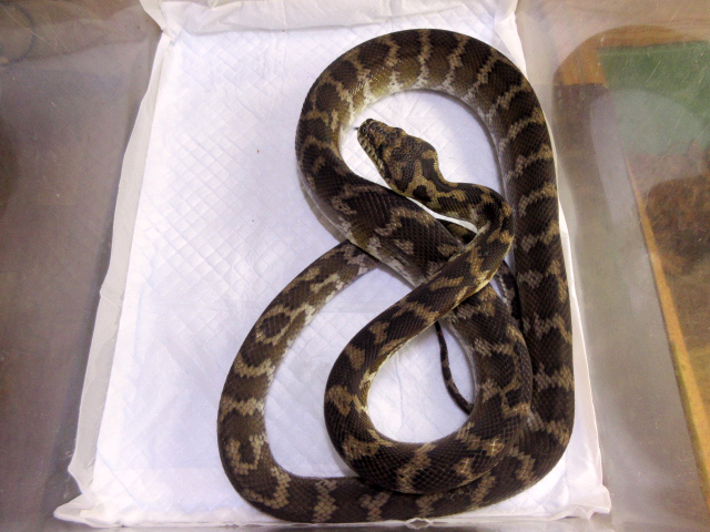 ノーザンカーペットパイソン(11)