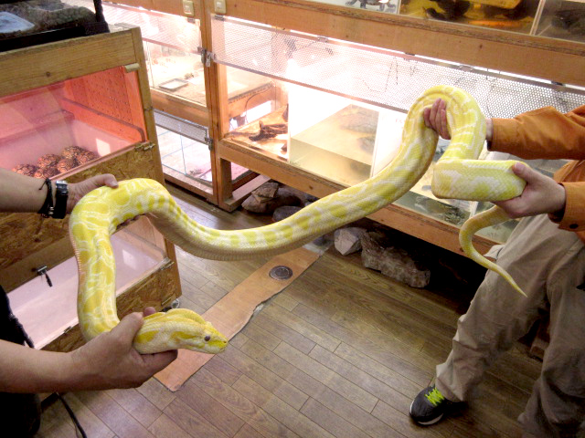 ビルマニシキヘビ(5)