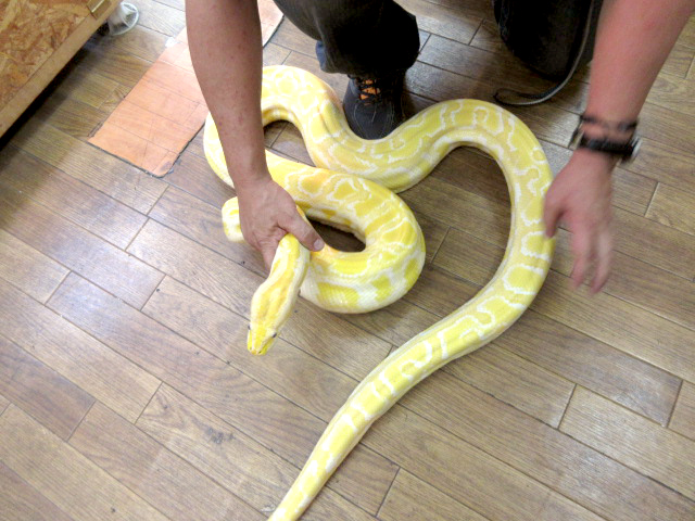 ビルマニシキヘビ(6)