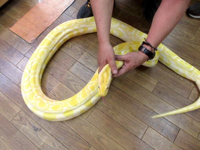 ビルマニシキヘビ(7)