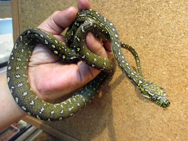 ダイヤモンドカーペットパイソン(9)