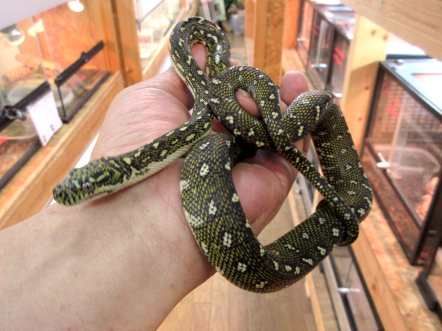 ダイヤモンドカーペットパイソン(10)