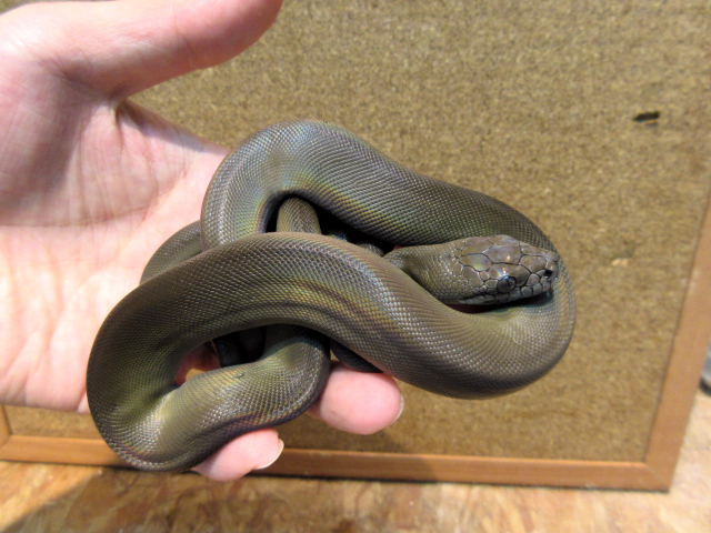 パプアンパイソン(12)