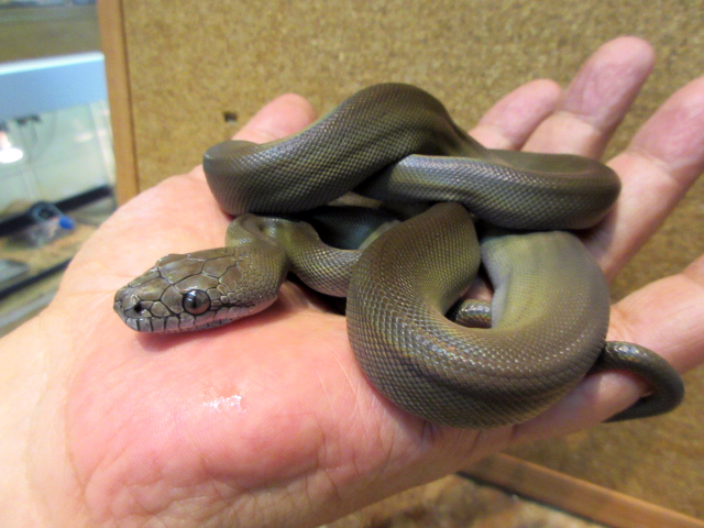 パプアンパイソン(11)