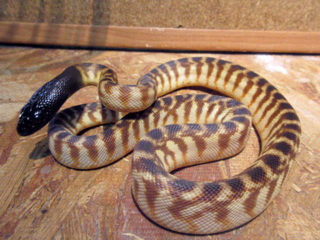ブラックヘッドパイソン(11)