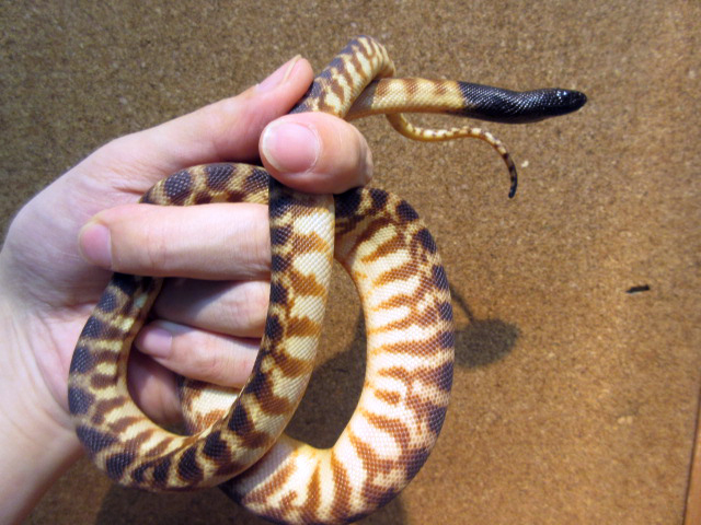 ブラックヘッドパイソン(12)