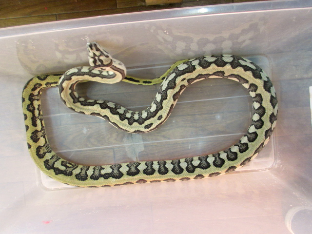 ジャガーカーペットパイソン(4)