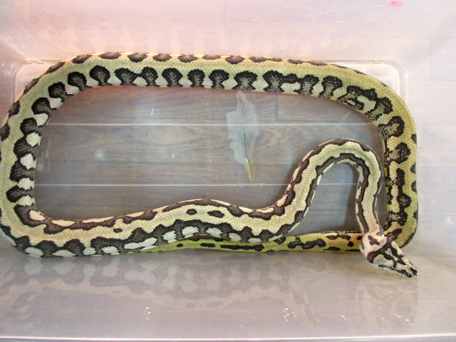 ジャガーカーペットパイソン(5)