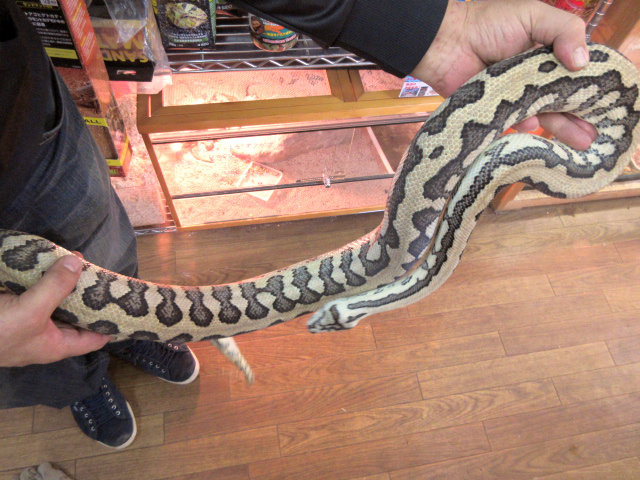 ジャガーカーペットパイソン(6)