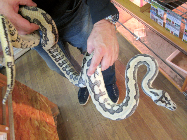 ジャガーカーペットパイソン(7)